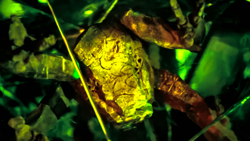 Rocky from the Project Hail Mary trailer.