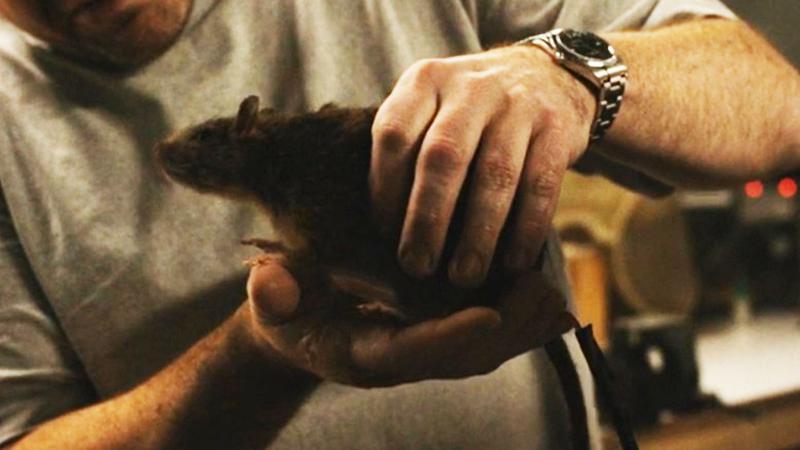 Harry Potter HBO Finding Harry documentary, Scabbers animatronic in hand.