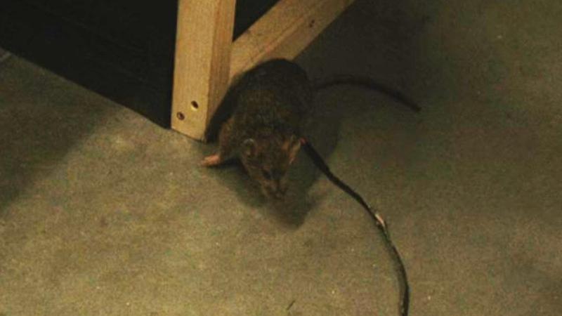 Harry Potter HBO Finding Harry documentary, Scabbers animatronic on ground.