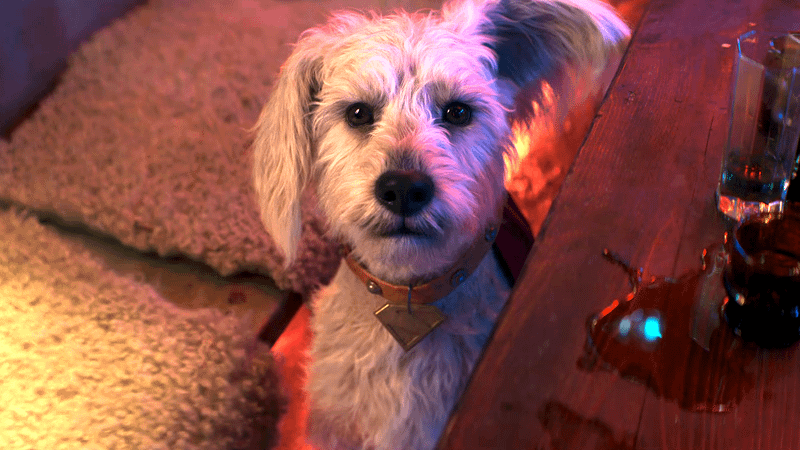 Krypto in Supergirl.