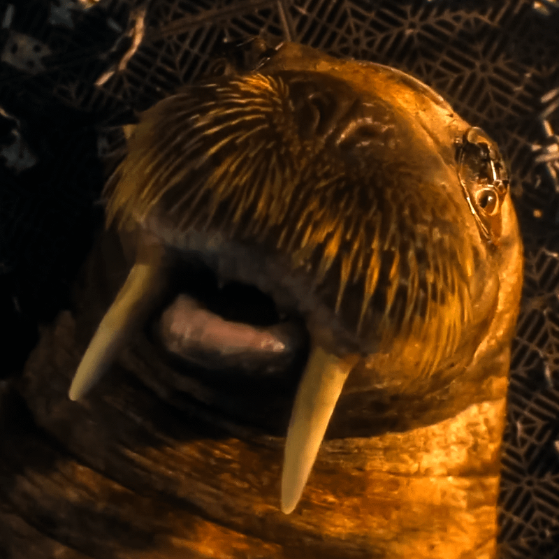 Teefs the Walrus