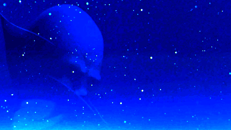 The Watcher in X-Men '97