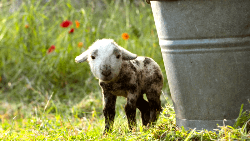 Winter Lamb in Sheep Detectives.