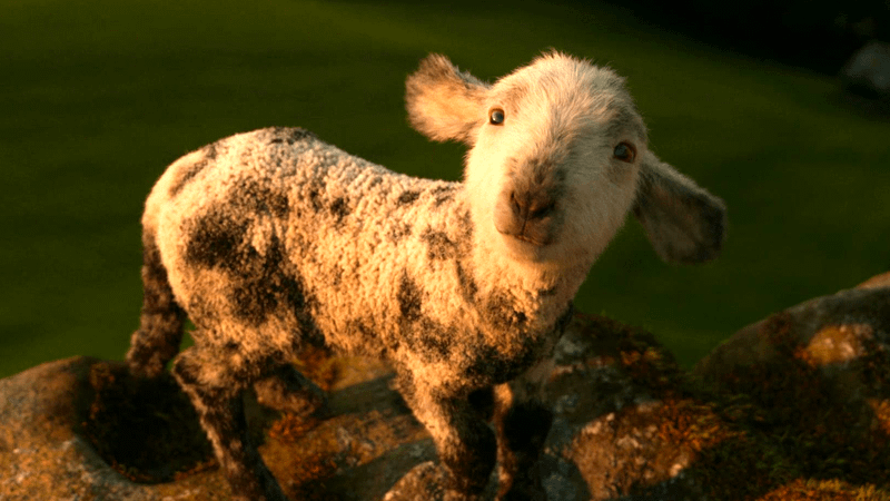 Winter Lamb looking at George in Sheep Detectives.